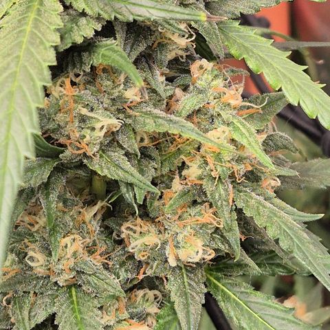 LSD auto (63-70 Tage ab Keimung) growlog timeline photo