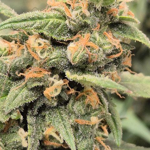 LSD auto (63-70 Tage ab Keimung) growlog timeline photo