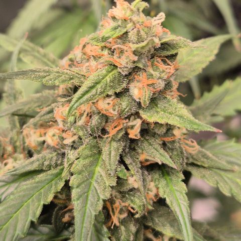 LSD auto (63-70 Tage ab Keimung) growlog timeline photo