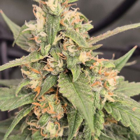 LSD auto (63-70 Tage ab Keimung) growlog timeline photo