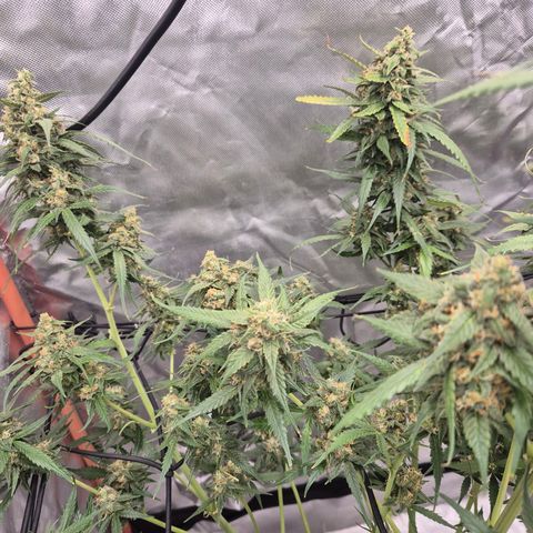 LSD auto (63-70 Tage ab Keimung) growlog timeline photo