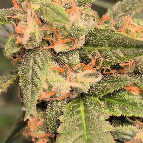 LSD auto (63-70 Tage ab Keimung) growlog timeline photo