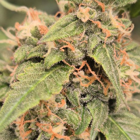 LSD auto (63-70 Tage ab Keimung) growlog timeline photo
