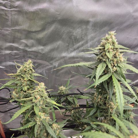 LSD auto (63-70 Tage ab Keimung) growlog timeline photo
