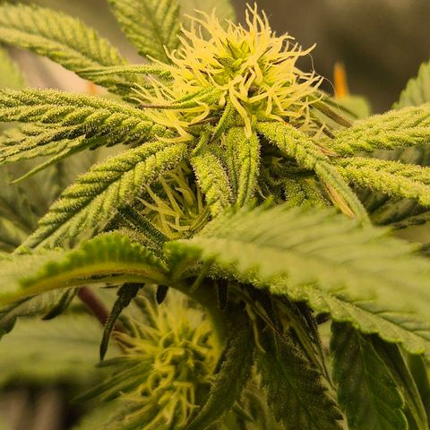 Mimosa evo stecki  🍊🍋🍍 (65-70bt) growlog timeline photo
