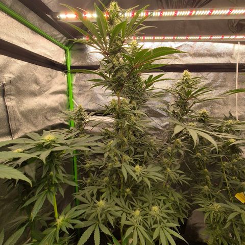 ICE 💚🧊 (63-70bt) growlog timeline photo