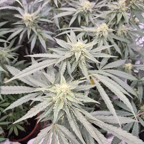 Ice cream cake 🍰 & permanent marker🖊(65-73bt) growlog timeline photo