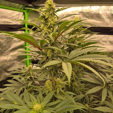 ICE 💚🧊 (63-70bt) growlog timeline photo