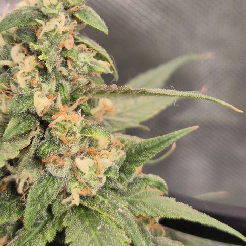 LSD auto (63-70 Tage ab Keimung) growlog timeline photo