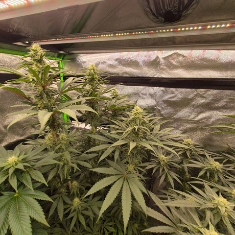 ICE 💚🧊 (63-70bt) growlog timeline photo