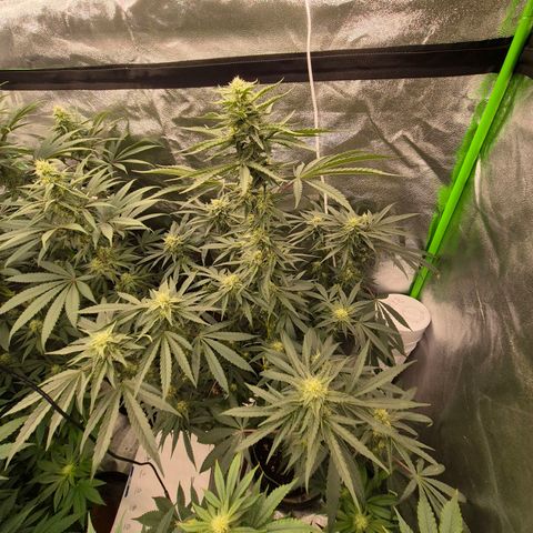 Ice cream cake 🍰 & permanent marker🖊(65-73bt) growlog timeline photo