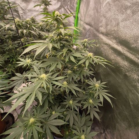 Mimosa evo stecki  🍊🍋🍍 (65-70bt) growlog timeline photo