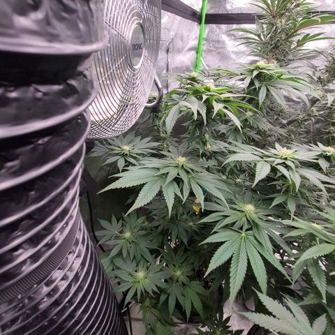 💚Bubba kush 🦝 (56-63 BT) growlog timeline photo