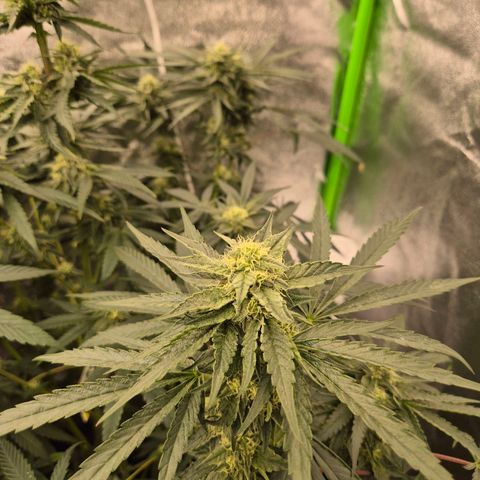 Ice cream cake 🍰 & permanent marker🖊(65-73bt) growlog timeline photo