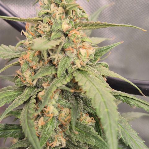 LSD auto (63-70 Tage ab Keimung) growlog timeline photo
