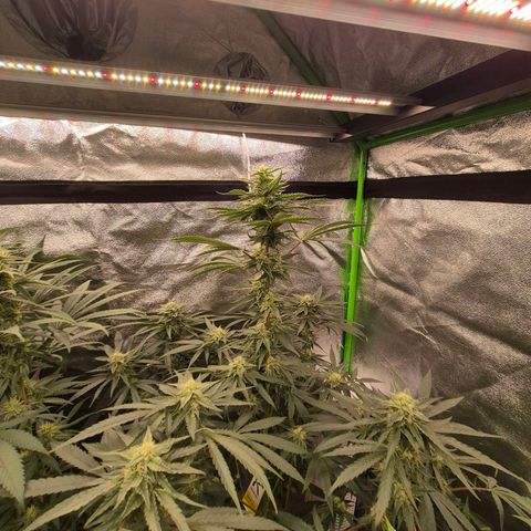 Ice cream cake 🍰 & permanent marker🖊(65-73bt) growlog timeline photo