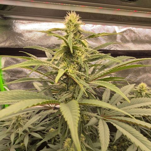ICE 💚🧊 (63-70bt) growlog timeline photo