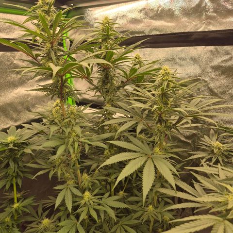 ICE 💚🧊 (63-70bt) growlog timeline photo