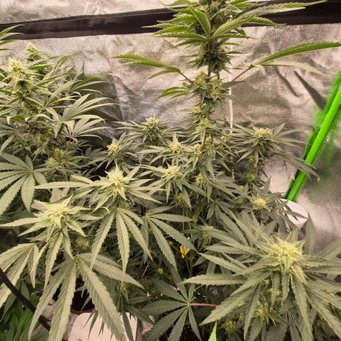 Ice cream cake 🍰 & permanent marker🖊(65-73bt) growlog timeline photo