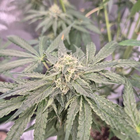 Ice cream cake 🍰 & permanent marker🖊(65-73bt) growlog timeline photo