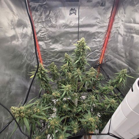 LSD auto (63-70 Tage ab Keimung) growlog timeline photo