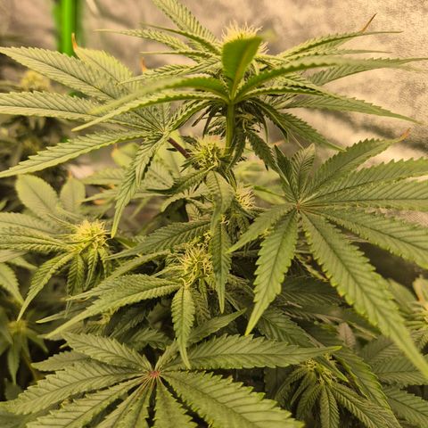 Mimosa evo stecki  🍊🍋🍍 (65-70bt) growlog timeline photo