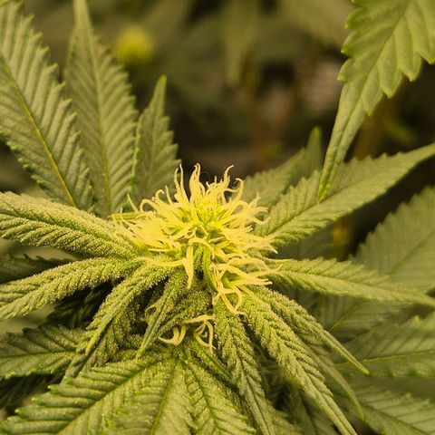 Mimosa evo stecki  🍊🍋🍍 (65-70bt) growlog timeline photo