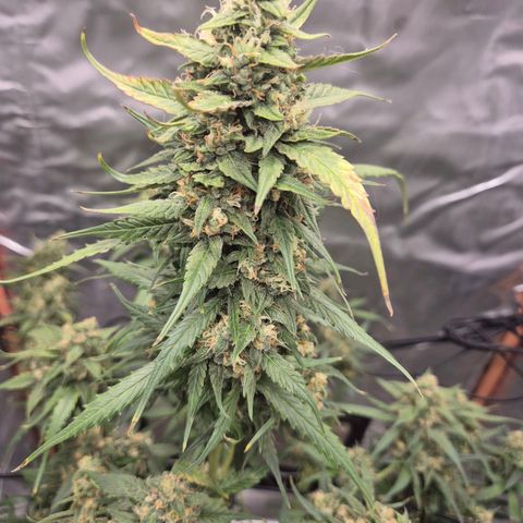 LSD auto (63-70 Tage ab Keimung) growlog timeline photo
