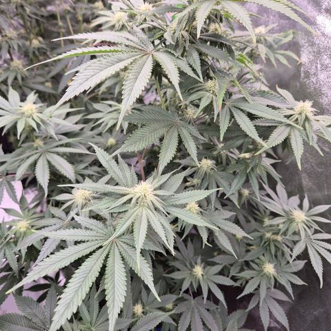 Mimosa evo stecki  🍊🍋🍍 (65-70bt) growlog timeline photo