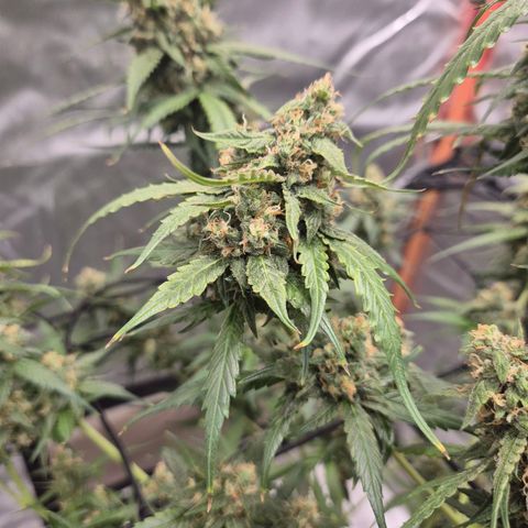 LSD auto (63-70 Tage ab Keimung) growlog timeline photo