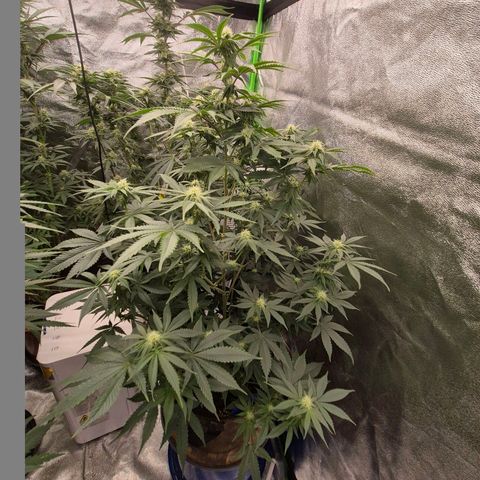 Mimosa evo stecki  🍊🍋🍍 (65-70bt) growlog timeline photo
