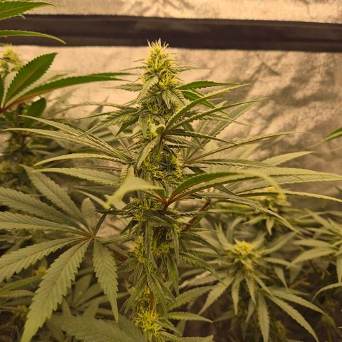 ICE 💚🧊 (63-70bt) growlog timeline photo