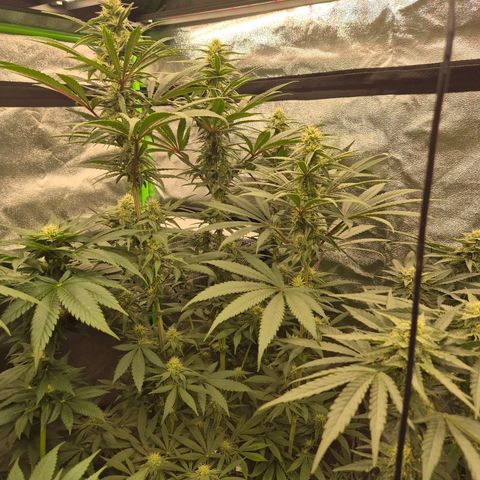 ICE 💚🧊 (63-70bt) growlog timeline photo