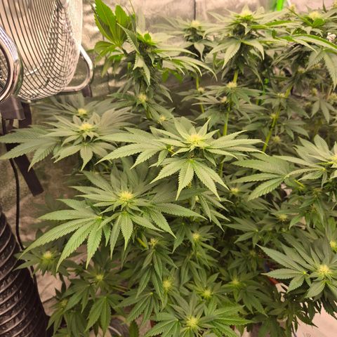 💚Bubba kush 🦝 (56-63 BT) growlog timeline photo