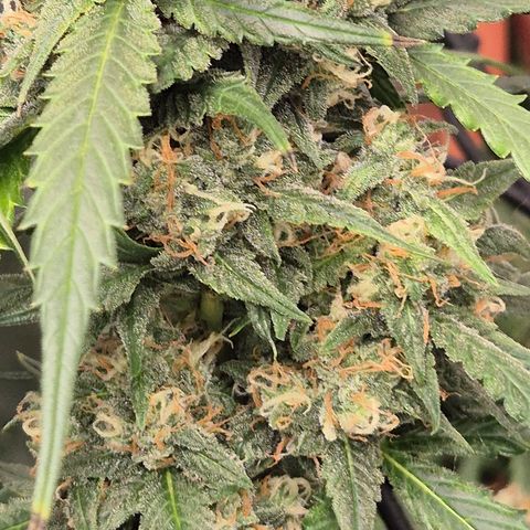LSD auto (63-70 Tage ab Keimung) growlog timeline photo