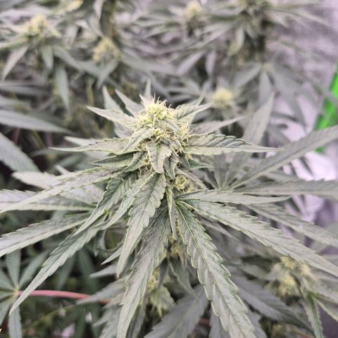 Ice cream cake 🍰 & permanent marker🖊(65-73bt) growlog timeline photo