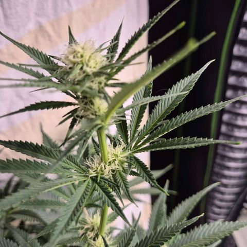 Tangerine dream 🌴 (60-65bt)  growlog timeline photo