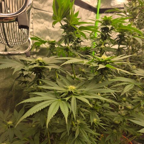💚Bubba kush 🦝 (56-63 BT) growlog timeline photo