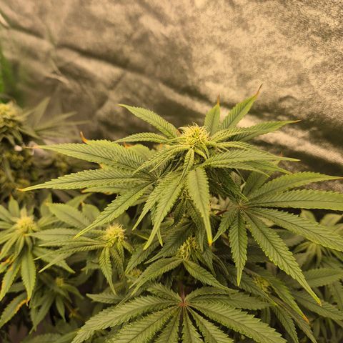 Mimosa evo stecki  🍊🍋🍍 (65-70bt) growlog timeline photo
