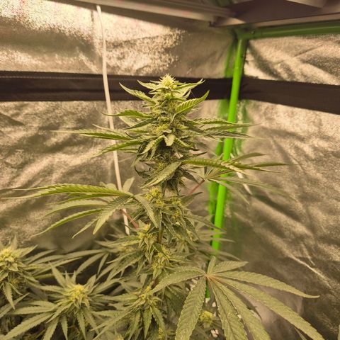 Ice cream cake 🍰 & permanent marker🖊(65-73bt) growlog timeline photo
