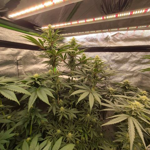 ICE 💚🧊 (63-70bt) growlog timeline photo