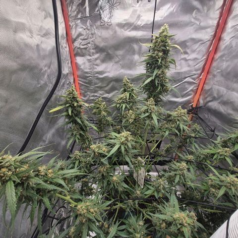 LSD auto (63-70 Tage ab Keimung) growlog timeline photo