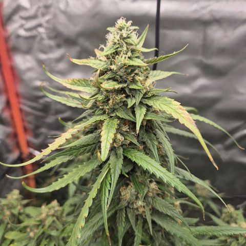 LSD auto (63-70 Tage ab Keimung) growlog timeline photo
