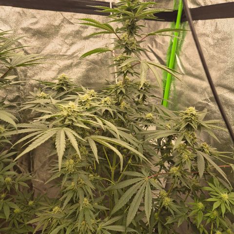 Ice cream cake 🍰 & permanent marker🖊(65-73bt) growlog timeline photo