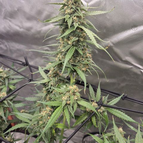 LSD auto (63-70 Tage ab Keimung) growlog timeline photo