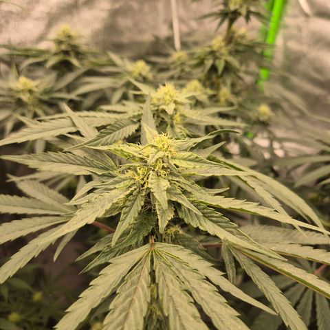 Ice cream cake 🍰 & permanent marker🖊(65-73bt) growlog timeline photo
