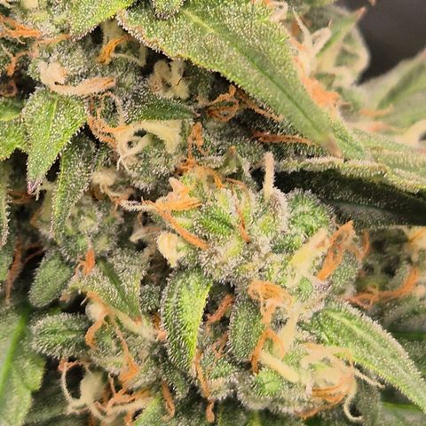 LSD auto (63-70 Tage ab Keimung) growlog timeline photo