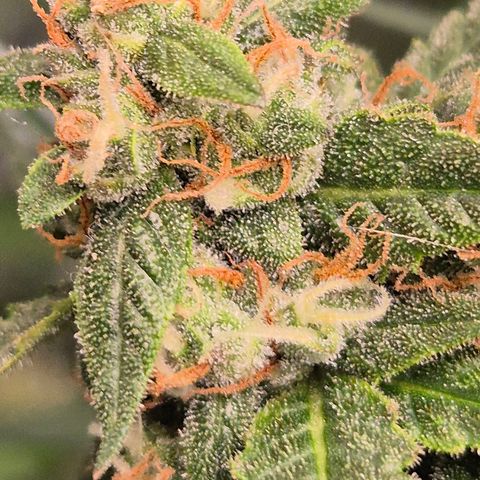 LSD auto (63-70 Tage ab Keimung) growlog timeline photo