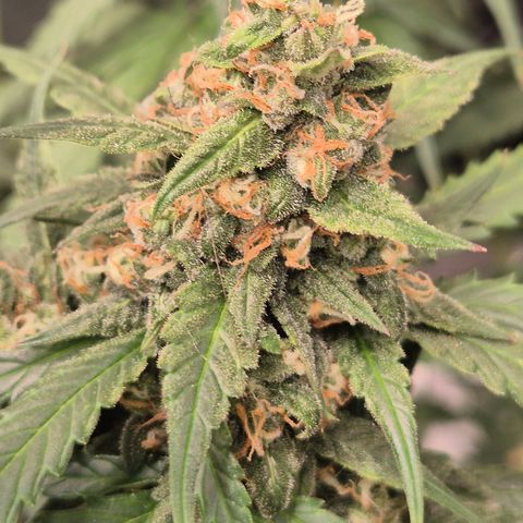 LSD auto (63-70 Tage ab Keimung) growlog timeline photo