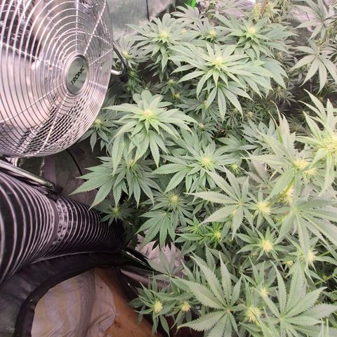 💚Bubba kush 🦝 (56-63 BT) growlog timeline photo